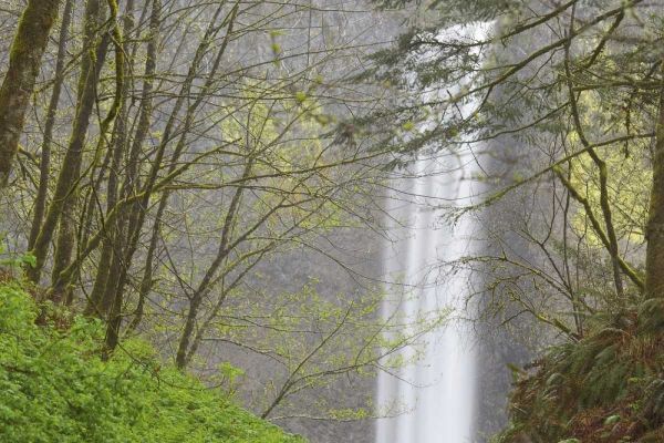 OR, Columbia River Gorge View of Latourell Falls